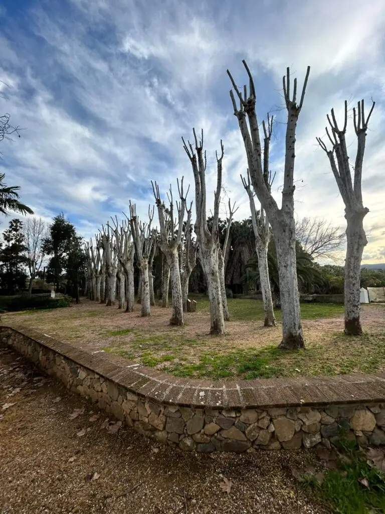 poda de árboles