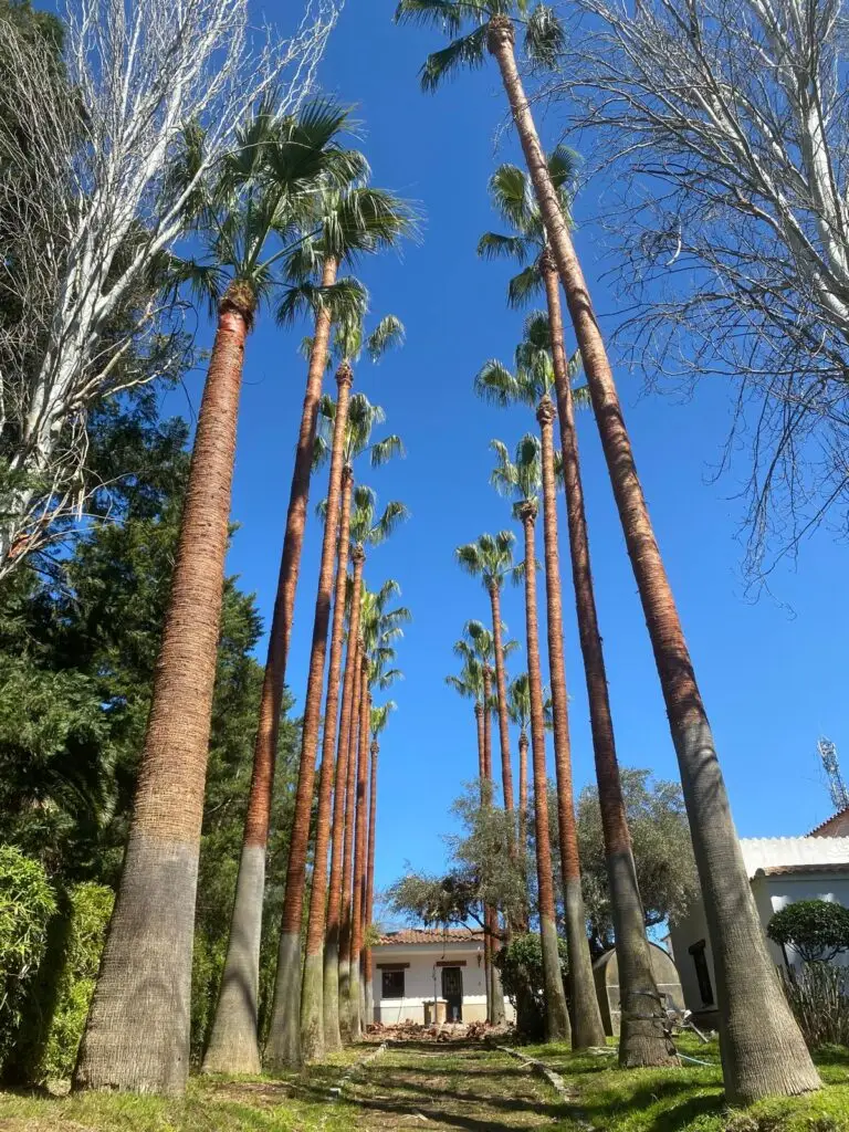 Imagen de palmeras podadas