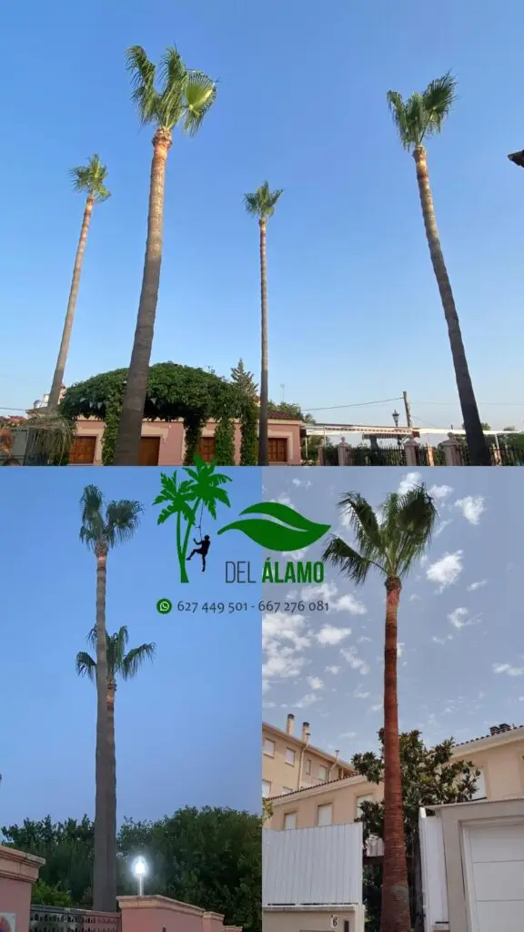 Imagen de palmeras podadas