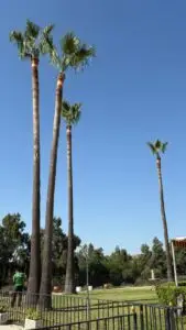 podas de palmeras